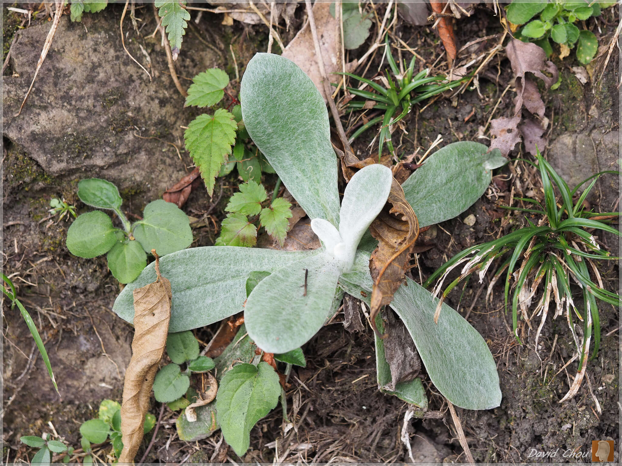 Слика од Pseudognaphalium adnatum (DC.) Y. S. Chen