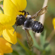 Image of Small-handed Leaf-cutter Bee