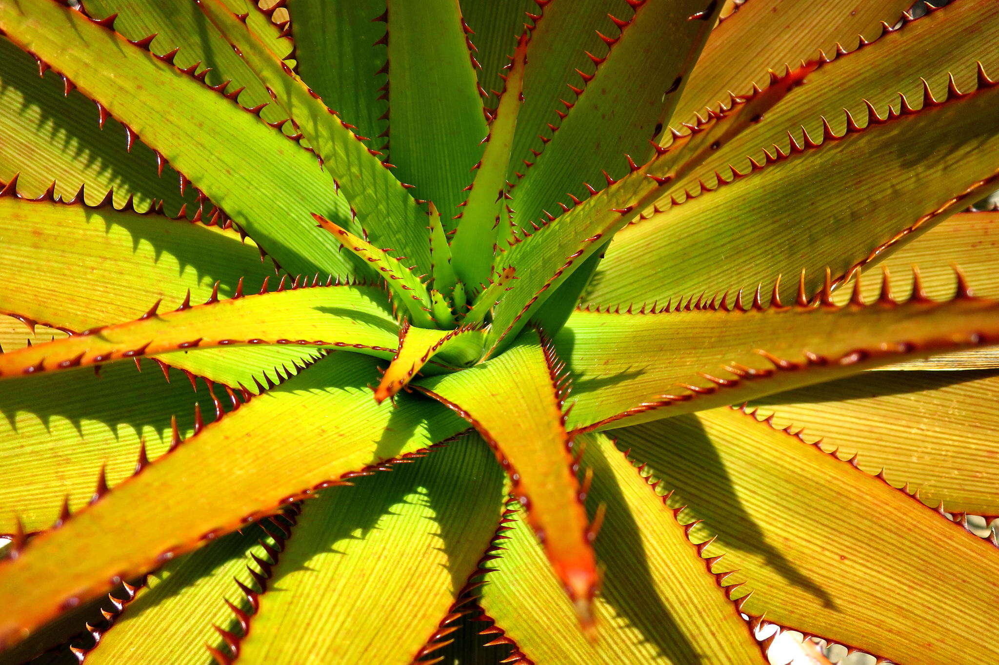 Imagem de Aloe lineata var. muirii (Marloth) Reynolds