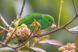 Chlorophonia callophrys (Cabanis 1861) resmi