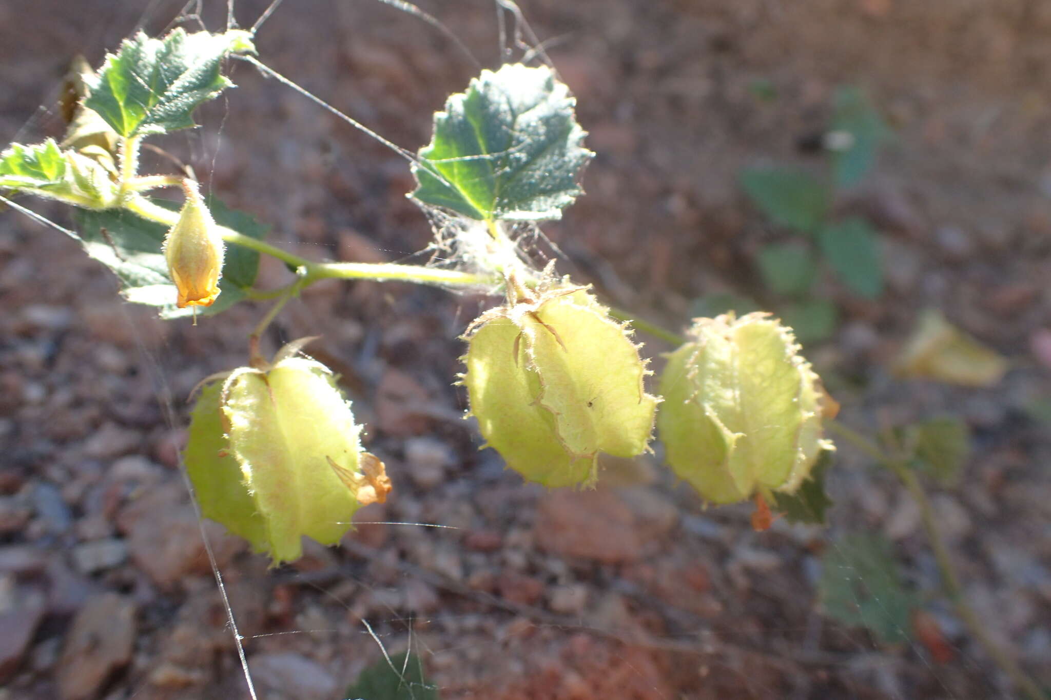 Plancia ëd Hermannia pauciflora S. Wats.