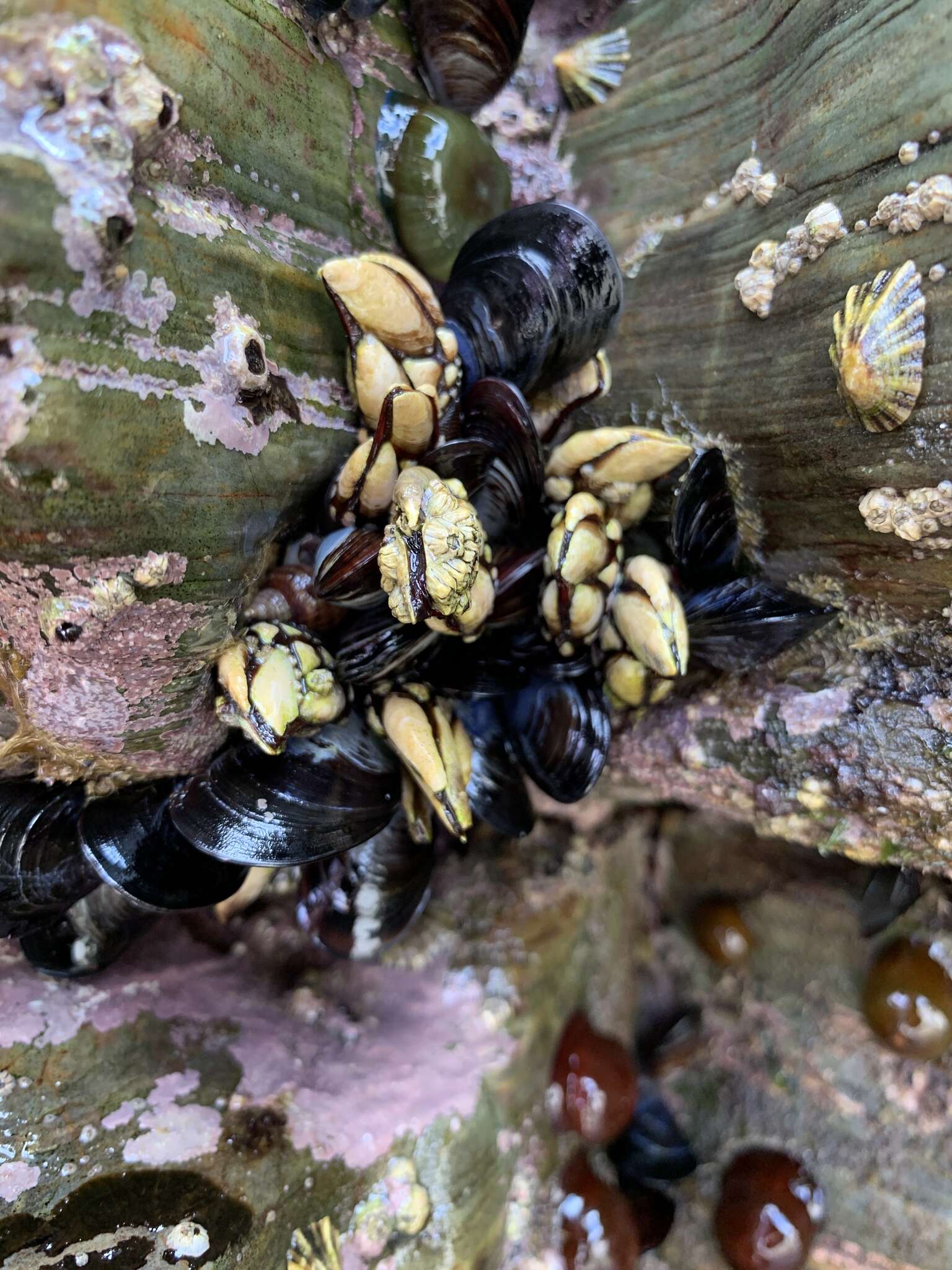 Image of goose neck barnacle