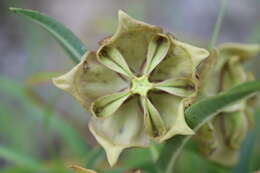 صورة Pachycarpus coronarius E. Mey.