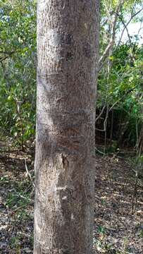 Image of Bursera jerzyi Medina