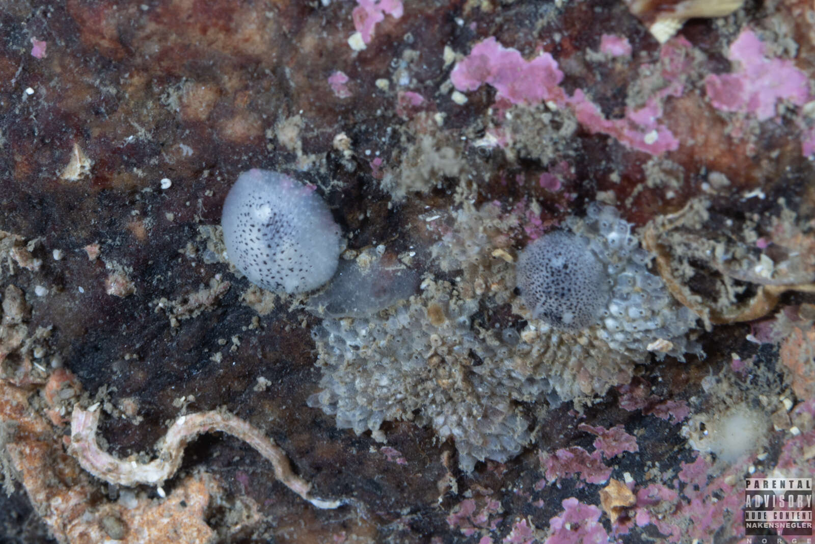 Image of Atalodoris pusilla (Alder & Hancock 1845)