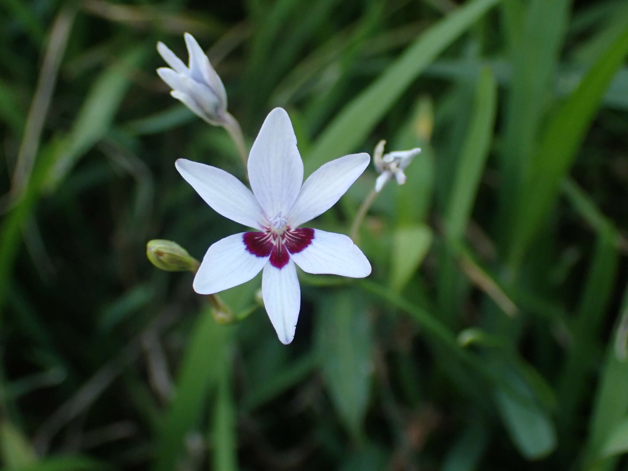 Image of Freesia laxa subsp. azurea (Goldblatt & Hutchings) Goldblatt & J. C. Manning