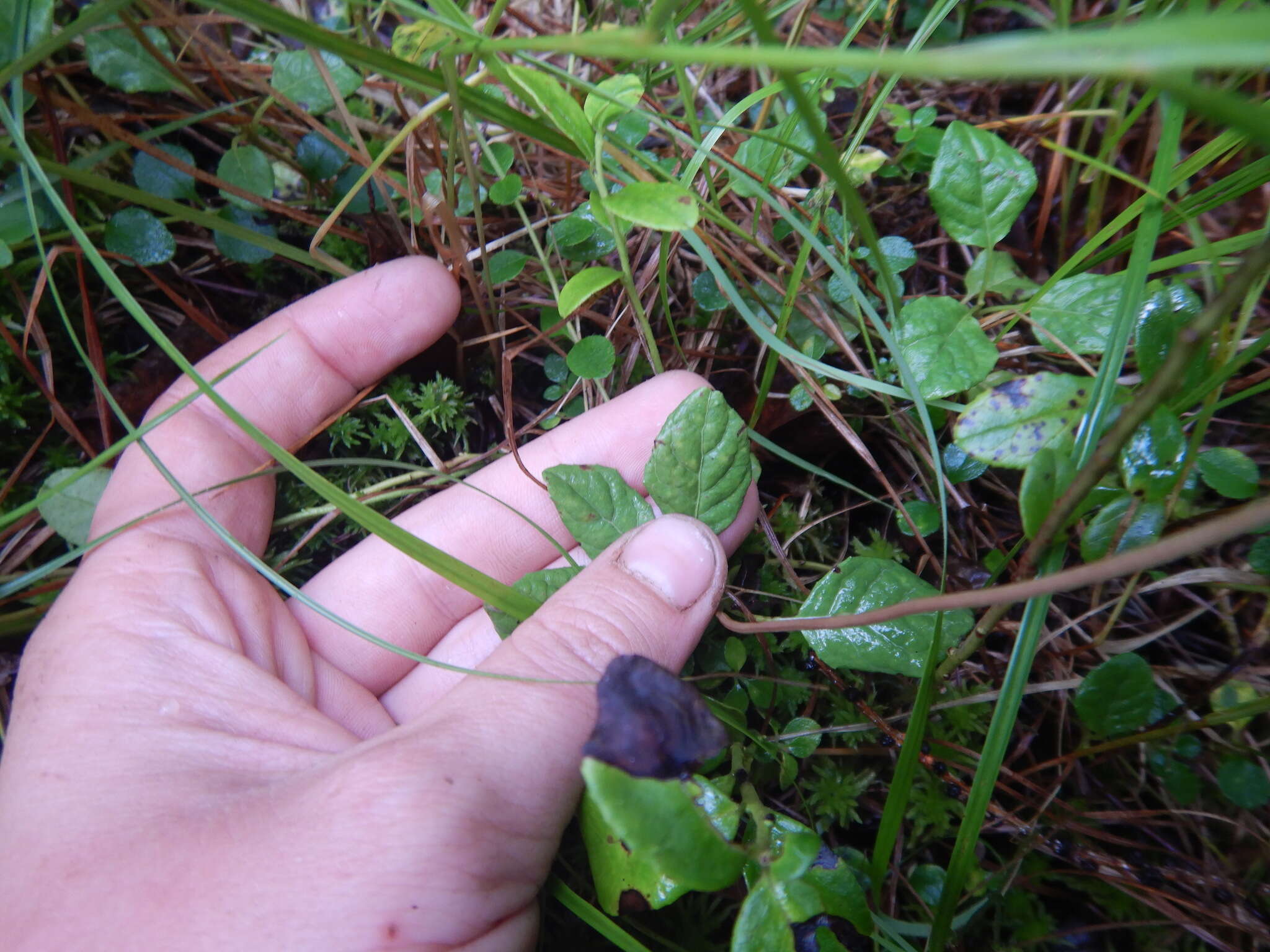 Image de Orthilia obtusata (Turcz.) H. Hara