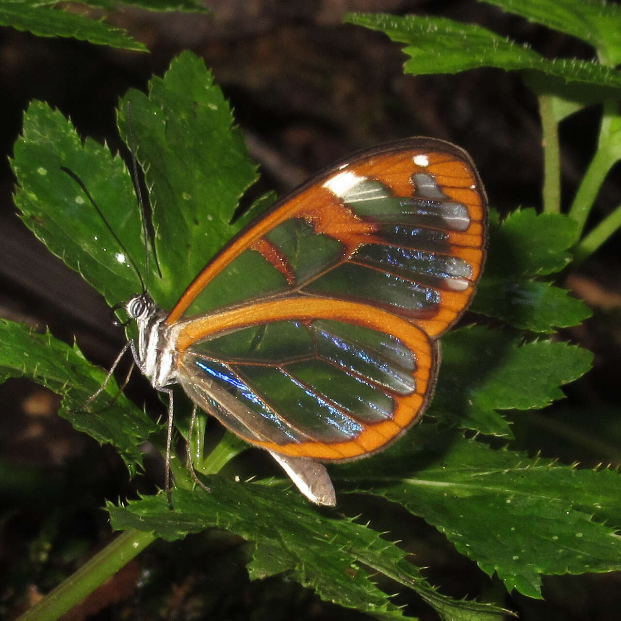 Image of Oleria vicina Salvin 1869