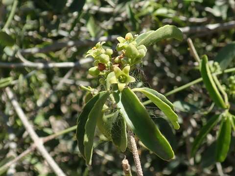 Image of Loeseneriella urceolus (Tulasne) N. Hallé