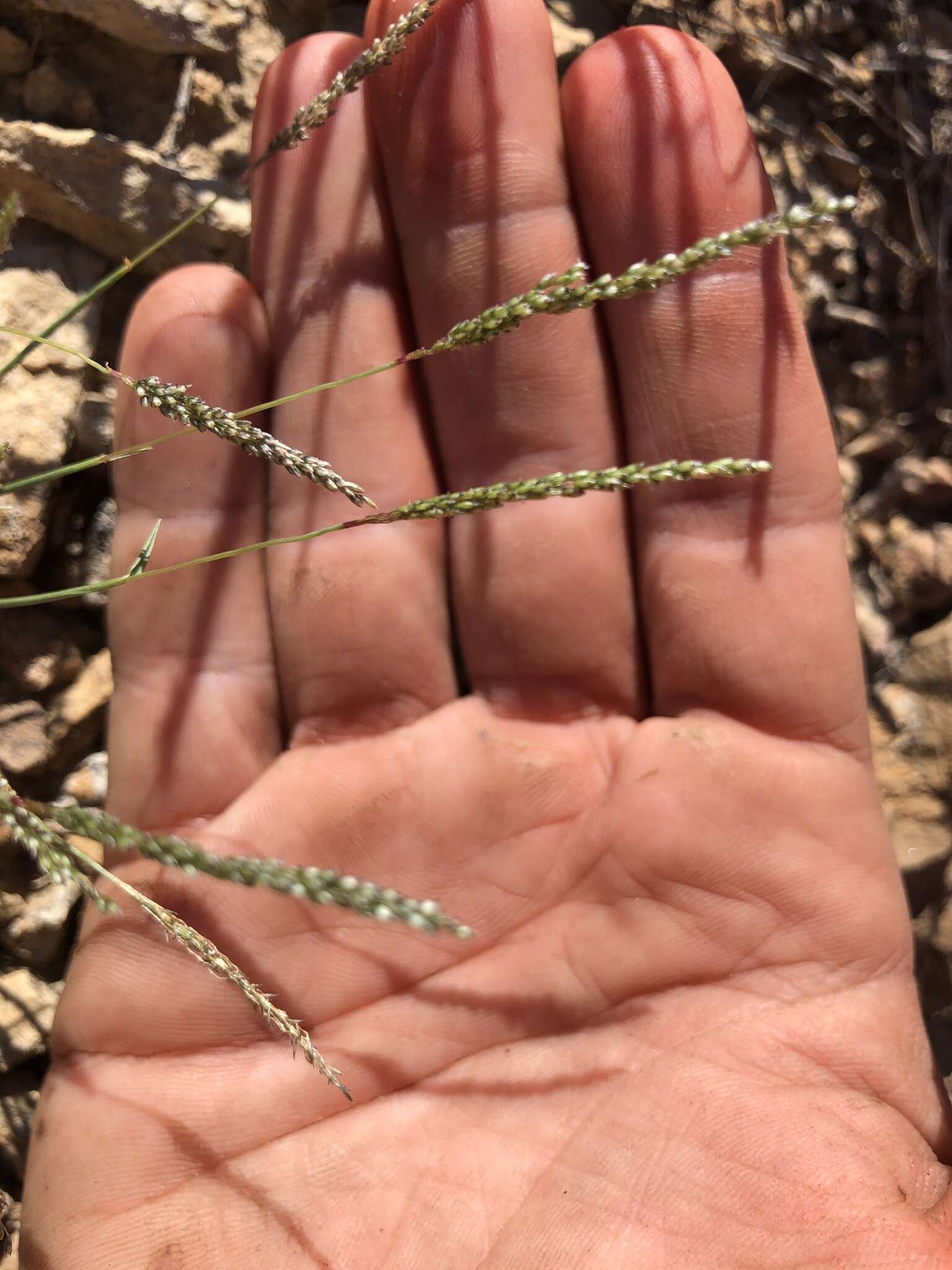 Image of Target Dropseed