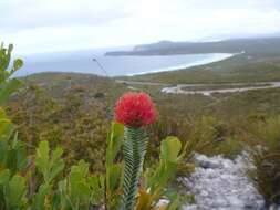 Image of Melaleuca velutina (Turcz.) Craven & R. D. Edwards