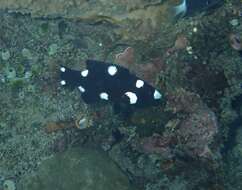 Image of Axil hogfish