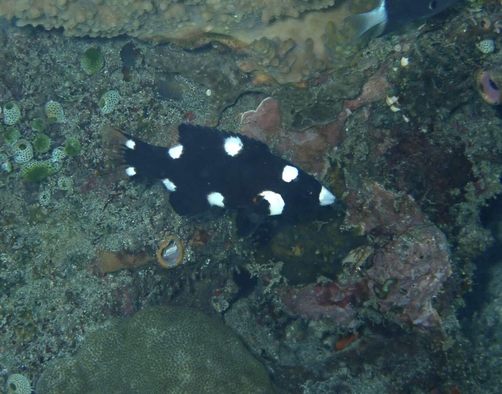 Image of Axil hogfish