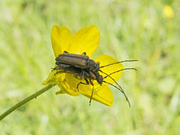 Image of Cortodera flavimana (Waltl 1838)