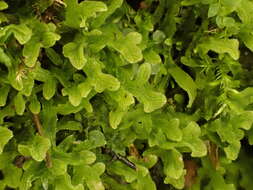 Image of Downy Veilwort