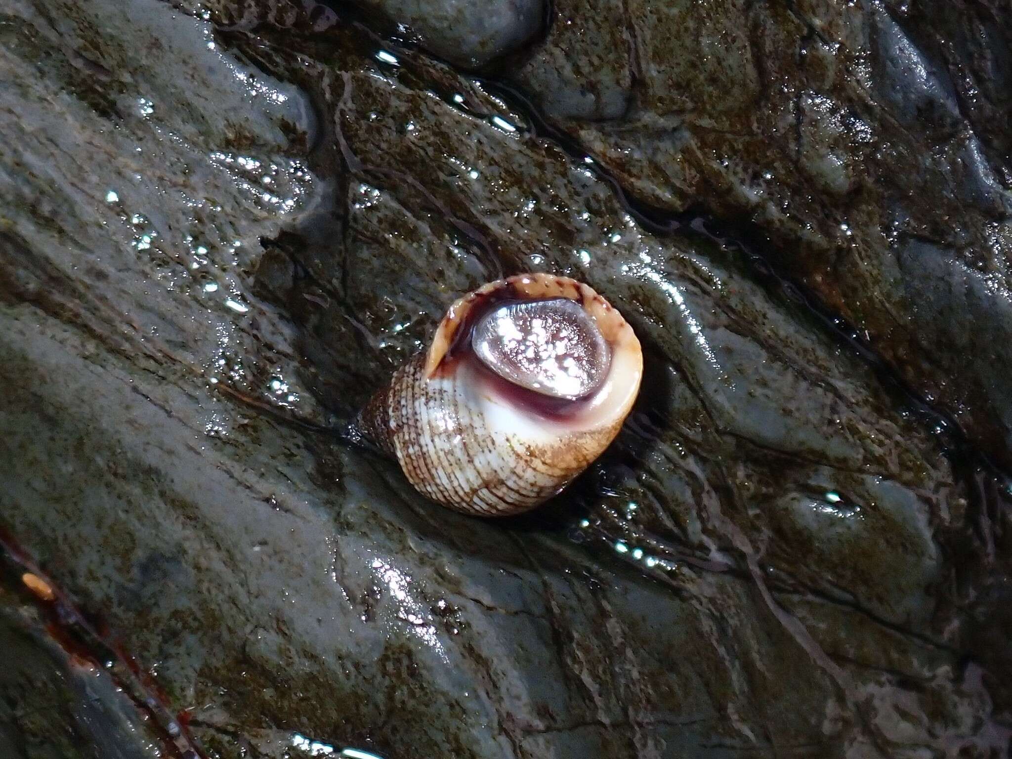 Image of Echinolittorina vidua (Gould 1859)