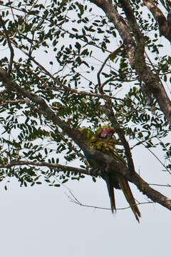 Image of Great Green Macaw