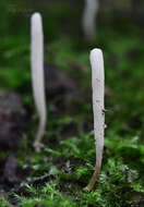 Image of Clavaria tenuipes Berk. & Broome 1848