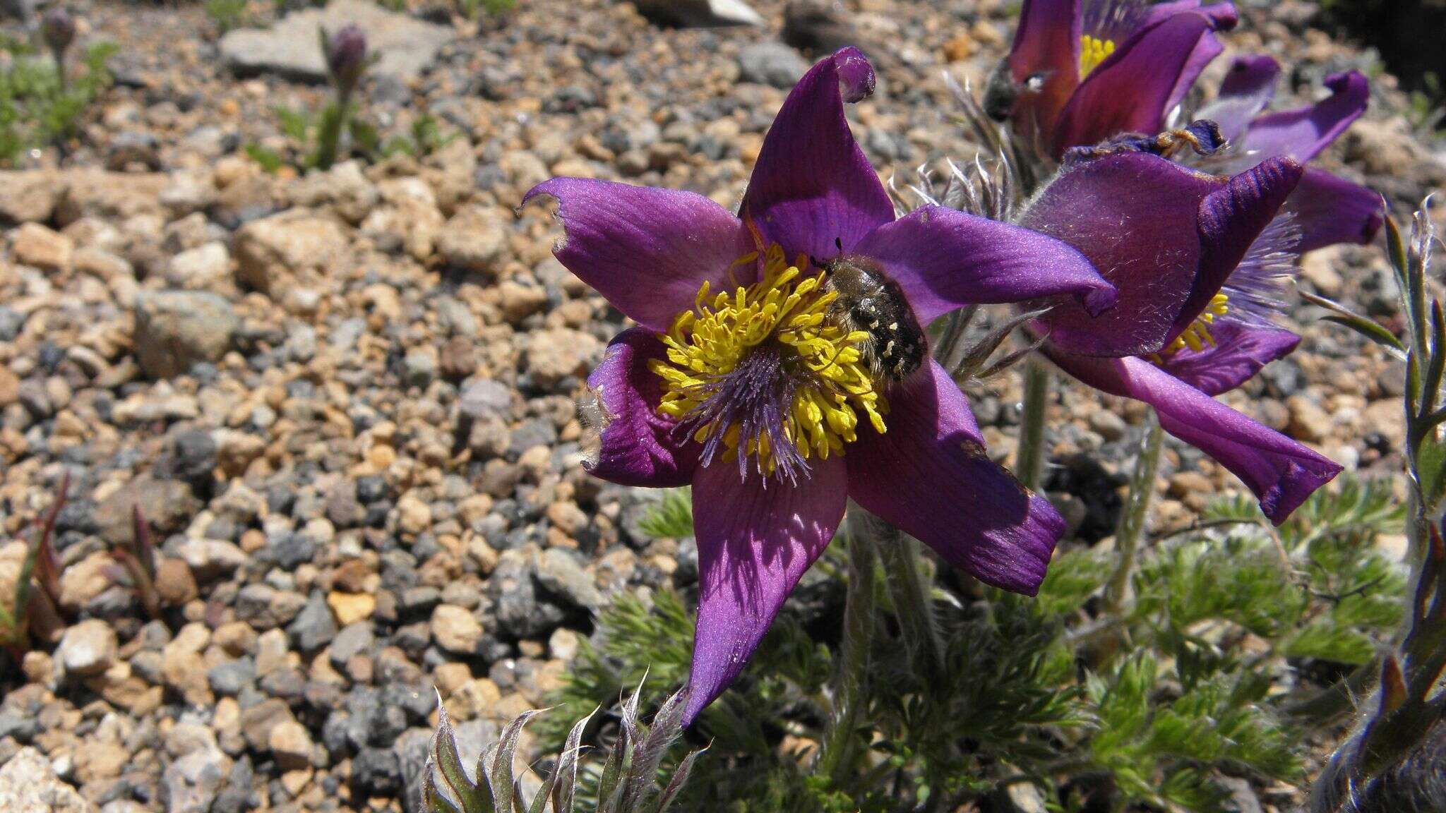 Imagem de Pulsatilla armena (Boiss.) Rupr.