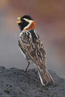 Image of Alaska longspur