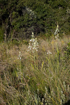 Image of Ornithogalum candicans (Baker) J. C. Manning & Goldblatt