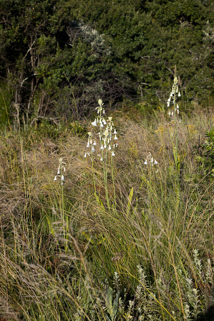 Image of Common berg lily