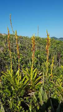 Image of Vriesea friburgensis var. paludosa (L. B. Sm.) L. B. Sm.