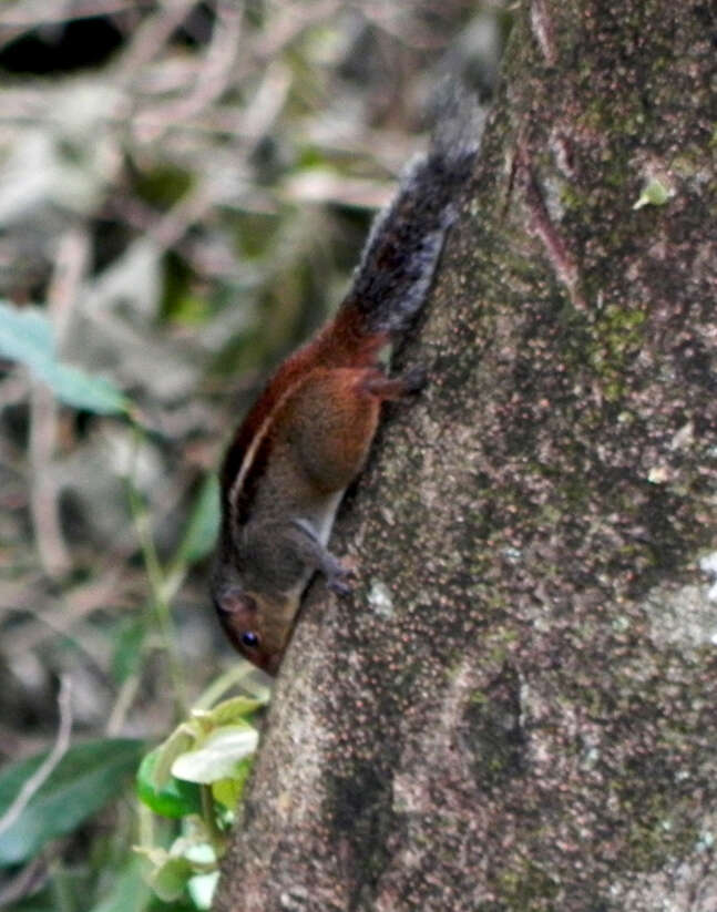 Imagem de Funambulus tristriatus (Waterhouse 1837)