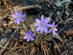 Plancia ëd Hepatica