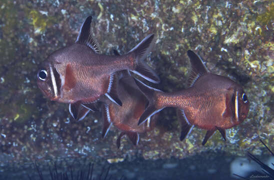 Image of Trachichthys