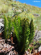 Plancia ëd Polystichum andinum Phil.