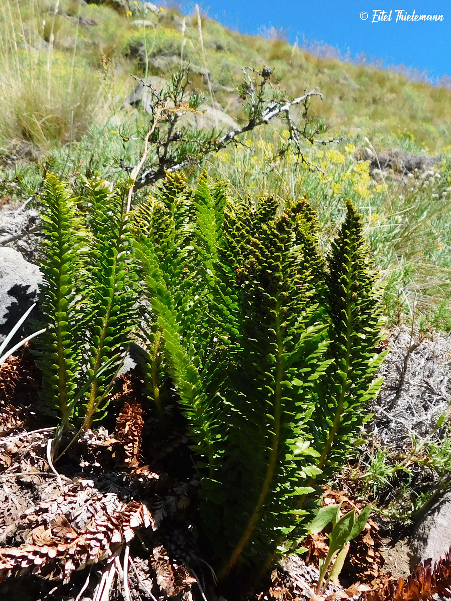 Plancia ëd Polystichum andinum Phil.