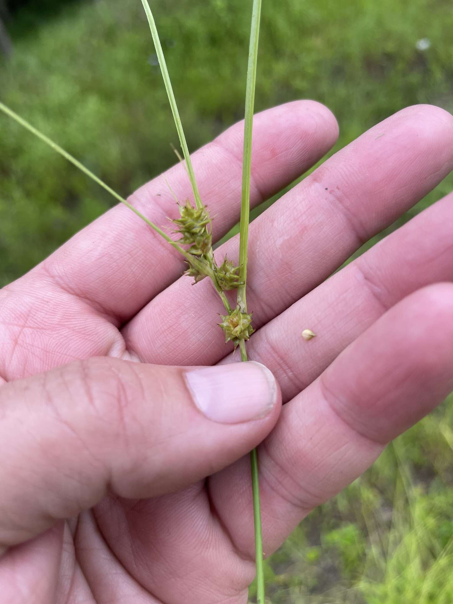 Image of Arkansas Sedge