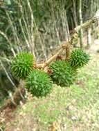 Image of Esenbeckia grandiflora Mart.