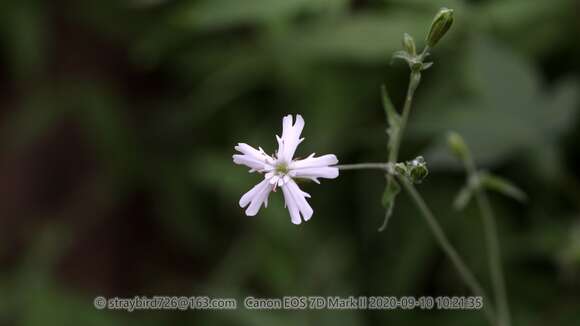 Imagem de Silene tatarinowii Regel