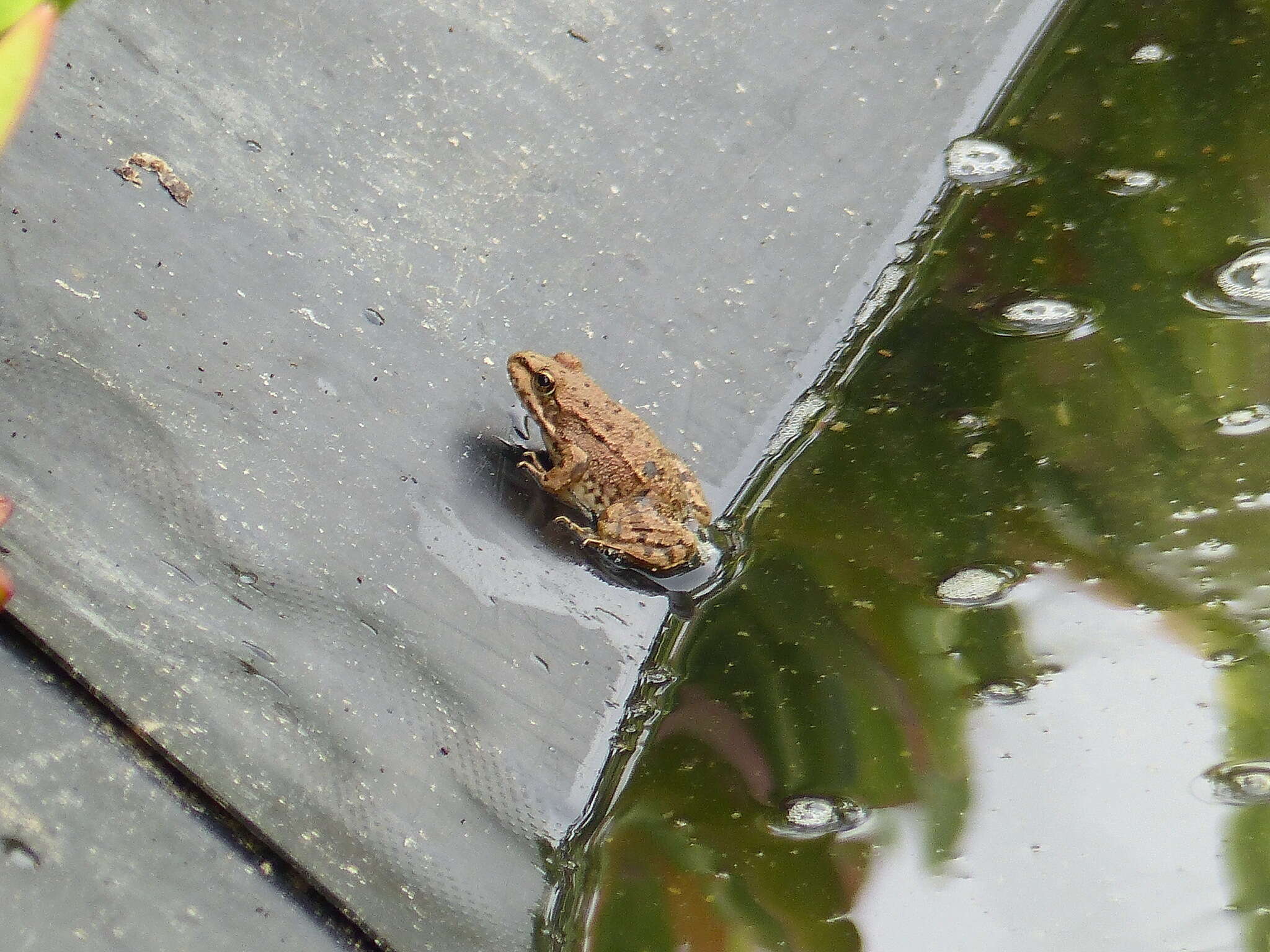 Plancia ëd Pelophylax saharicus (Boulenger ex Hartert 1913)