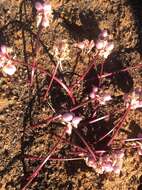 Haemanthus barkerae Snijman的图像