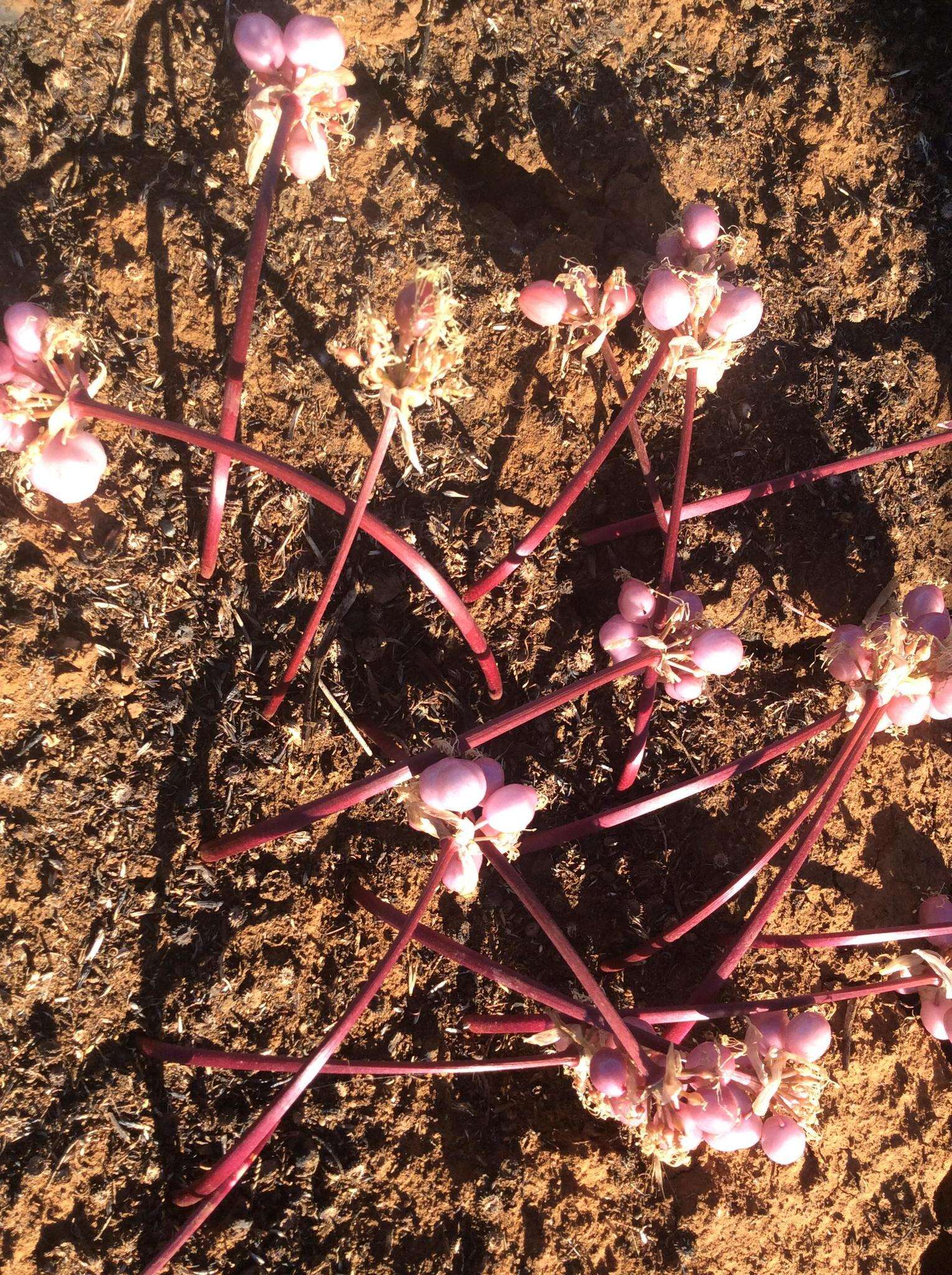 Haemanthus barkerae Snijman的图像