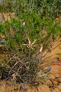 Image of Babiana teretifolia Goldblatt & J. C. Manning