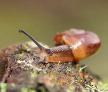 صورة Austrorhytida glaciamans (Iredale 1938)