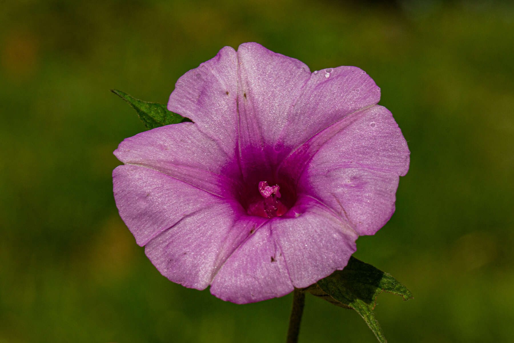 Image of Ipomoea involucrata Beauv.