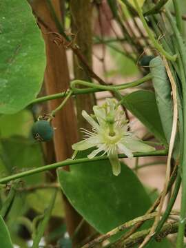 Image of Passiflora menghaiensis