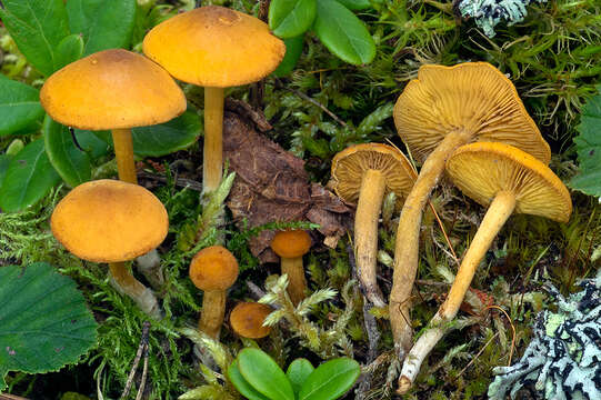 Image of Rugosomyces naucoria (Murrill) Boffelli 2012