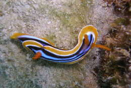 Sivun Chromodoris quadricolor (Rüppell & Leuckart 1830) kuva