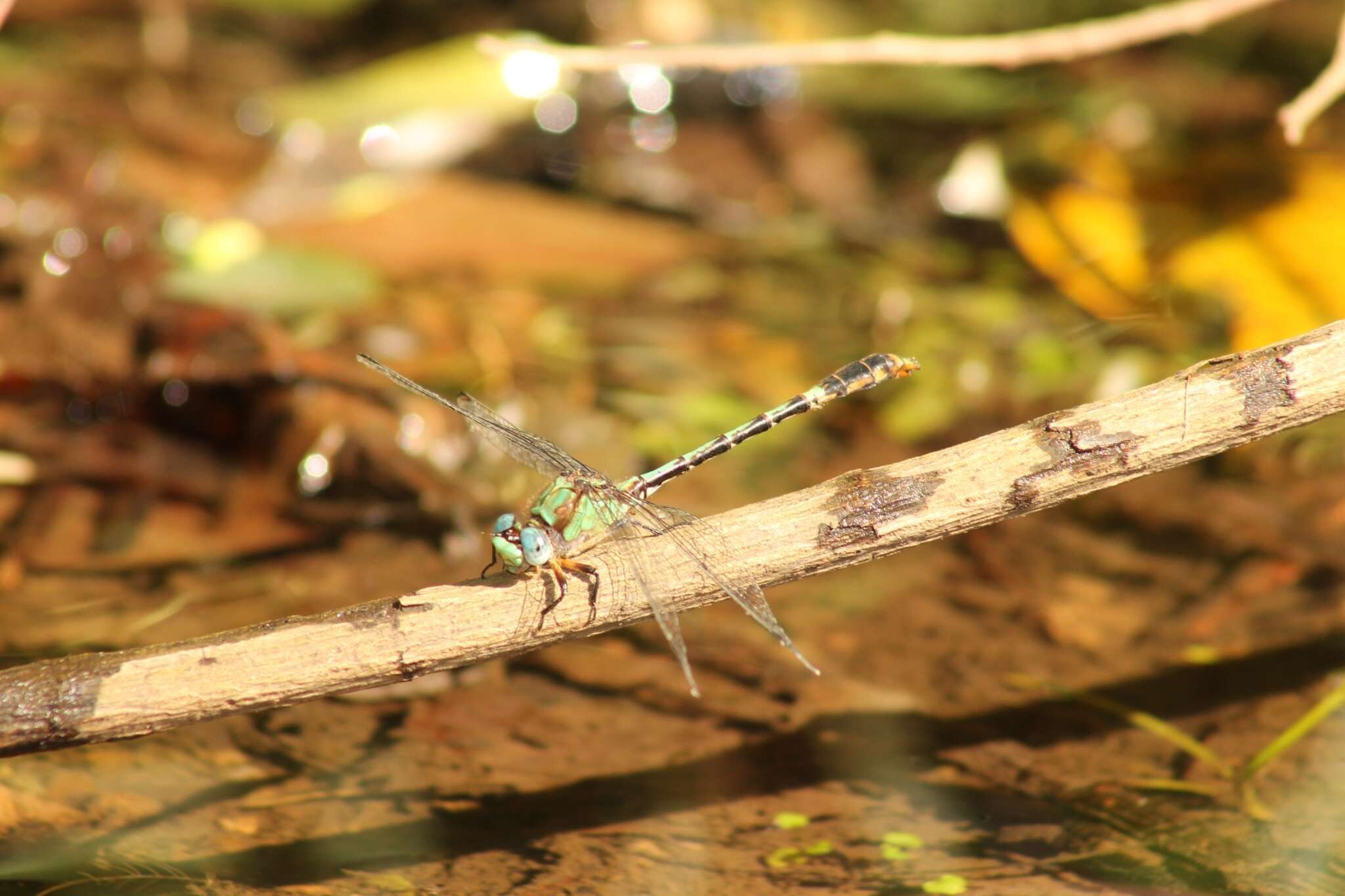 Image of Erpetogomphus boa Selys 1859