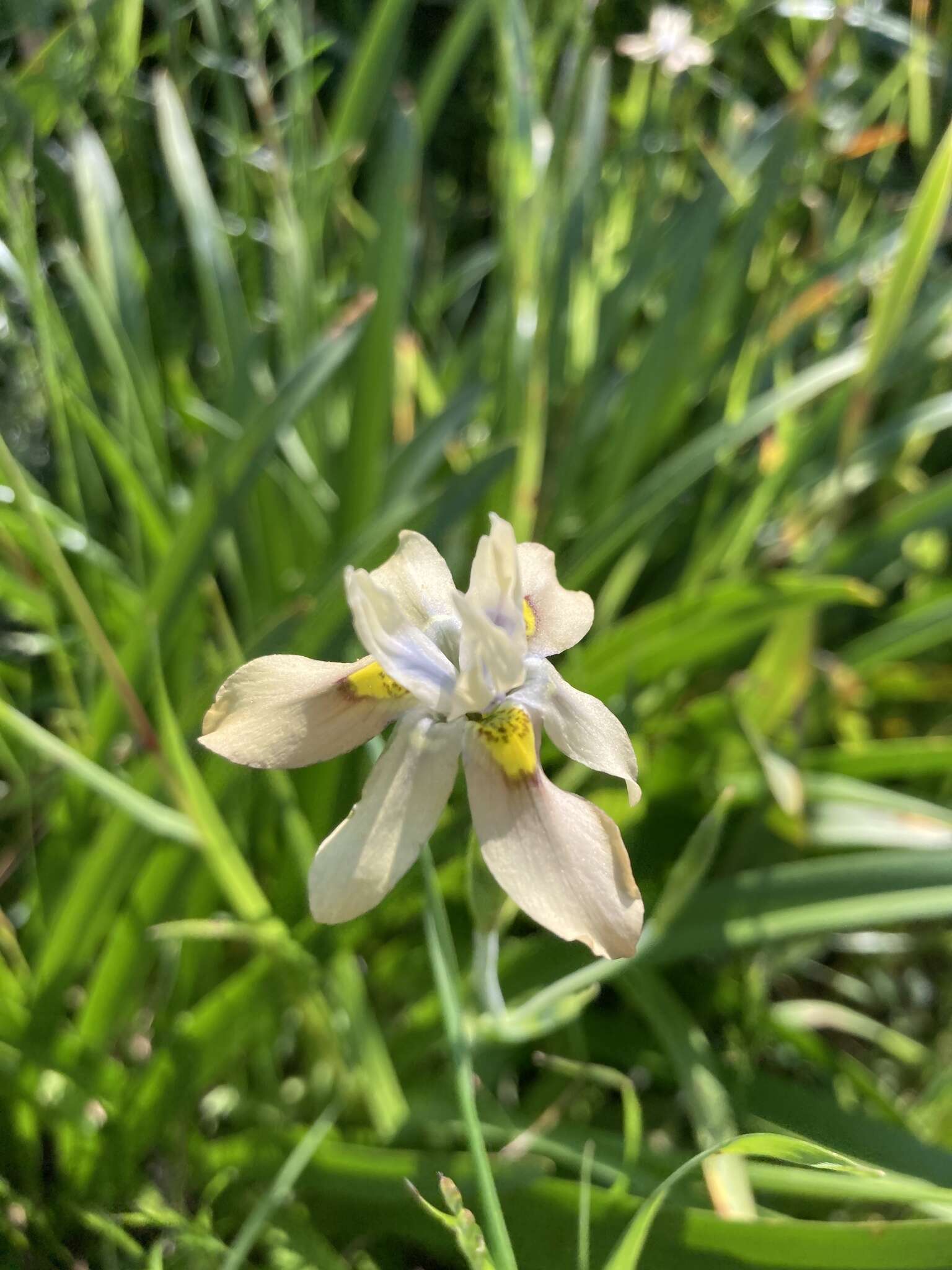 Image of Buff Clockflower