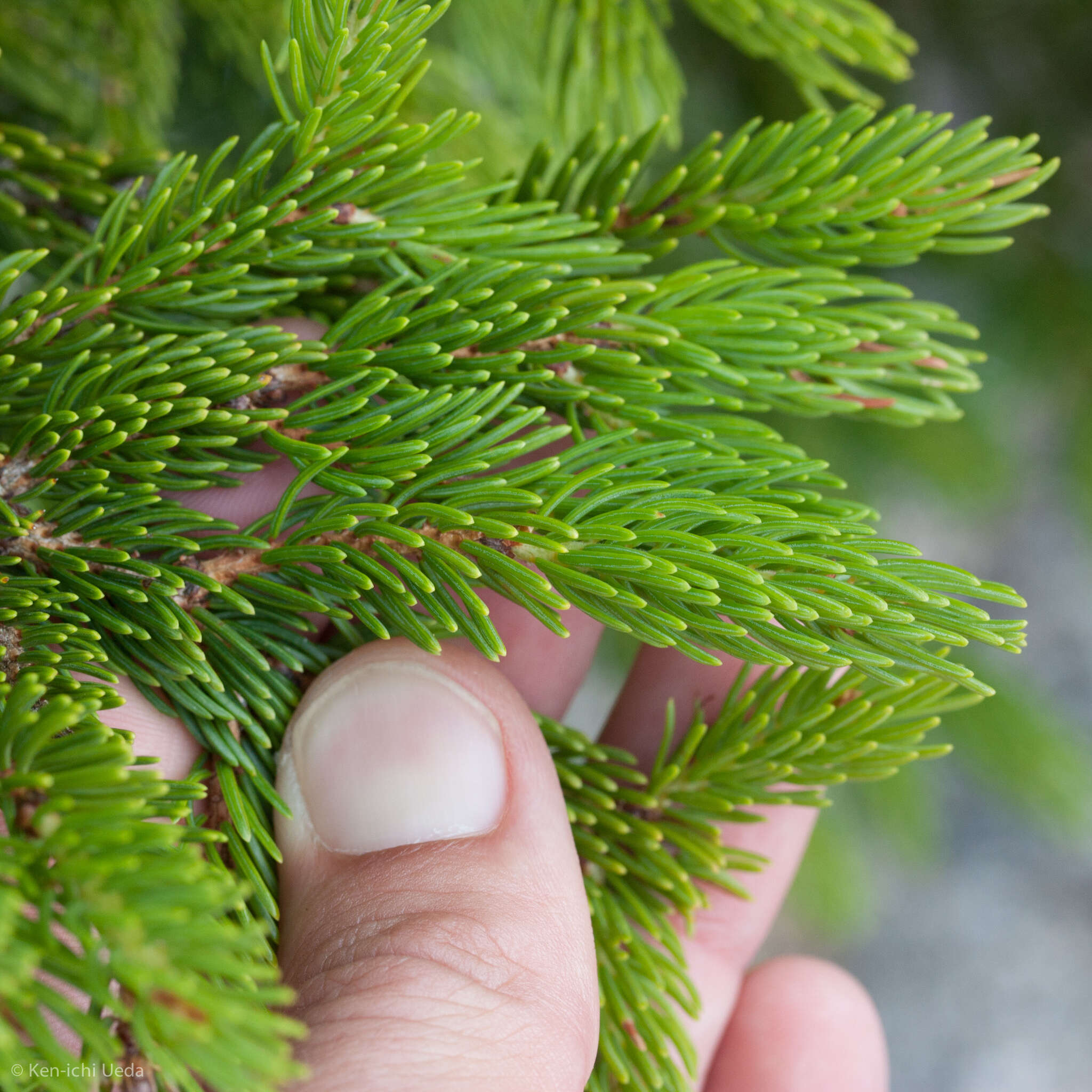 Imagem de Abies balsamea (L.) Mill.