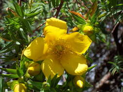 Image de Hypericum lanceolatum Lam.