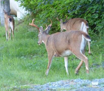 Odocoileus hemionus sitkensis Merriam 1898的圖片