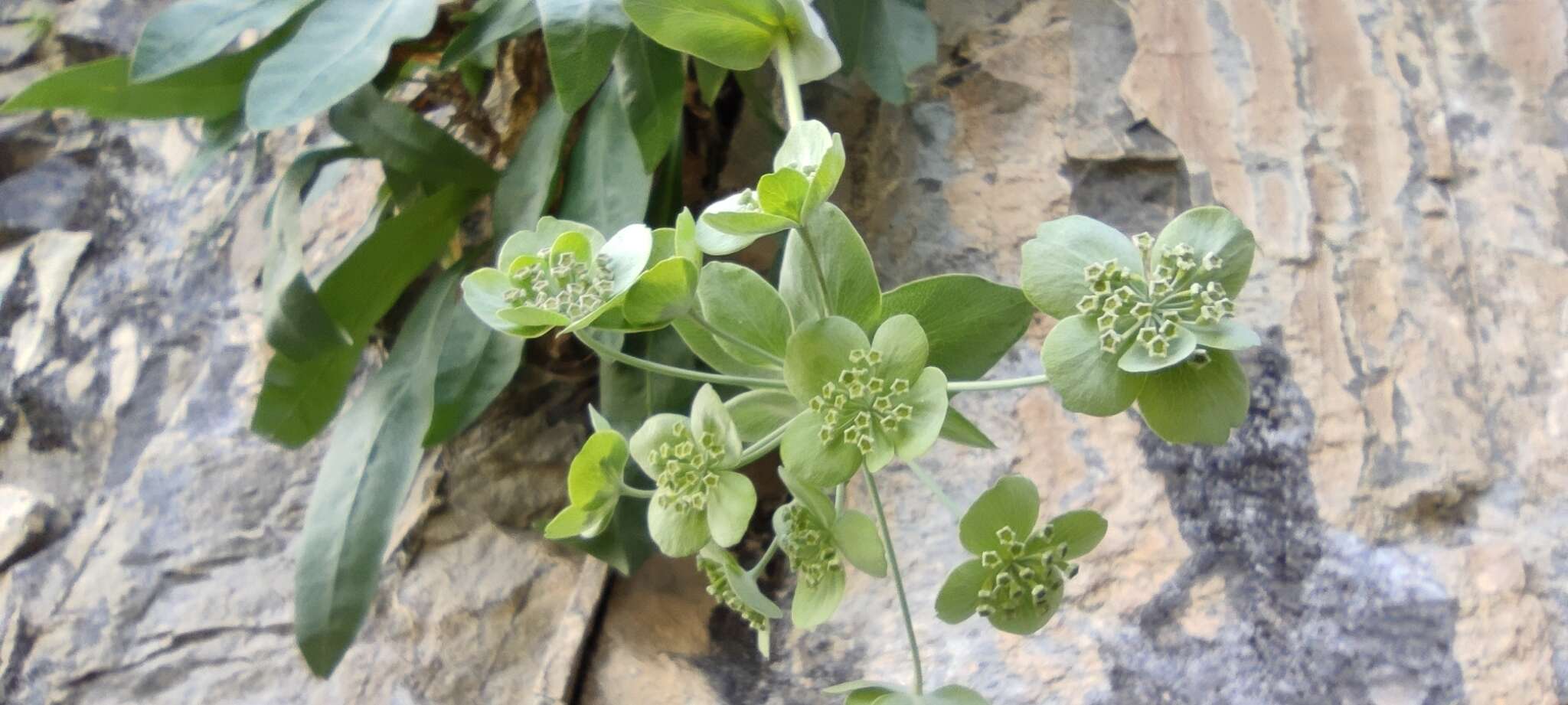 Bupleurum angulosum L. resmi